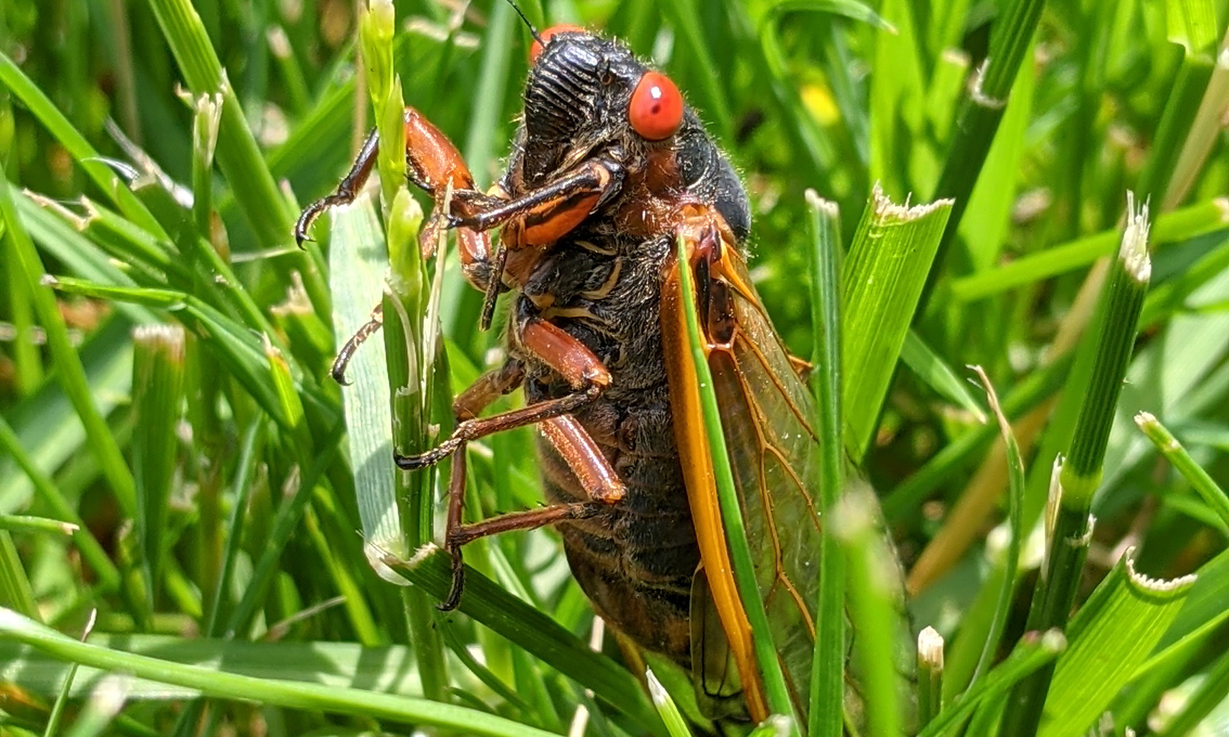 You are currently viewing Brood X Cicada Invasion