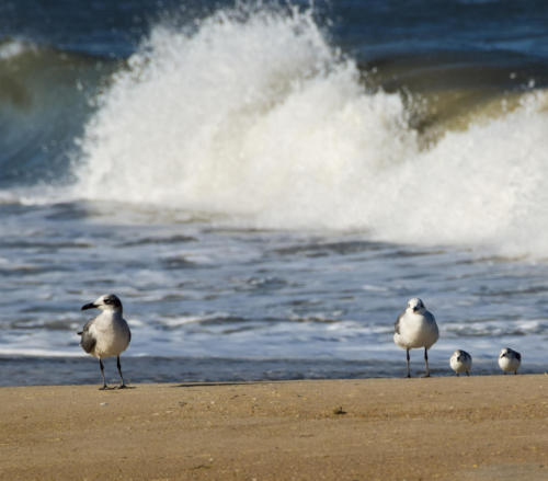 birds at waves NC (1 of 1)